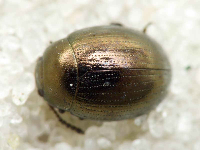 Neophaedon pyritosus (Rossi, 1792)